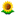ひまわり